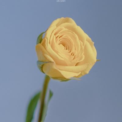 Arm将首次出售自有芯片 加码争夺AI设备支出份额